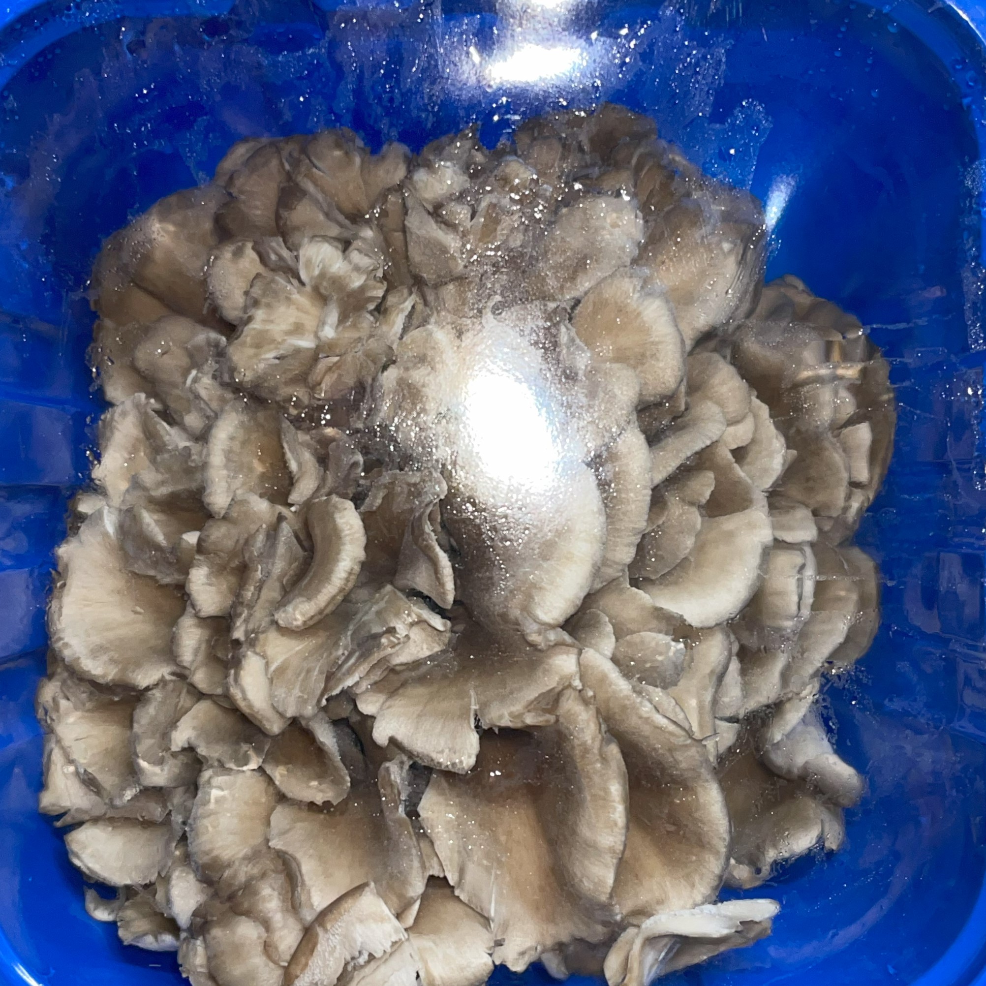 hen of the wood